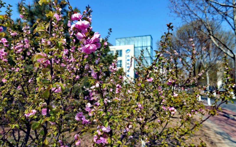 天津职业技术师范大学校园风景