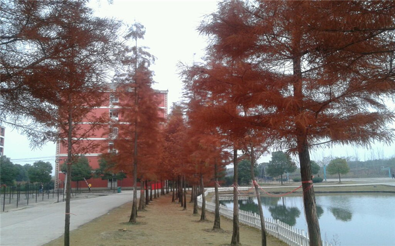 安徽外国语学院校园风景