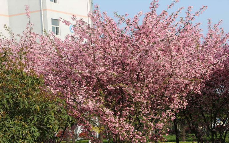 皖西卫生职业学院校园风景
