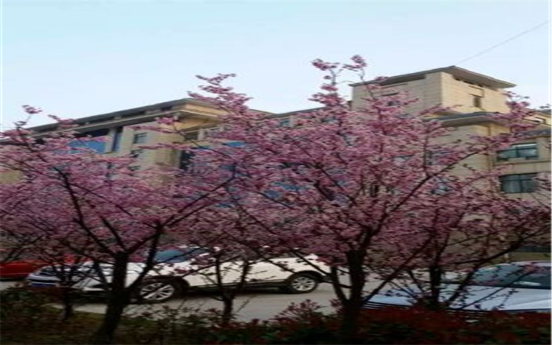 阜阳幼儿师范高等专科学校校园风景