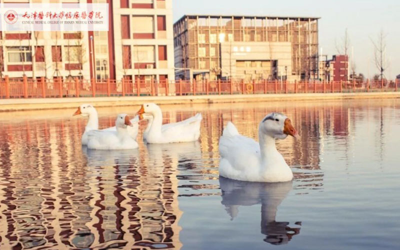 天津医科大学临床医学院校园风景