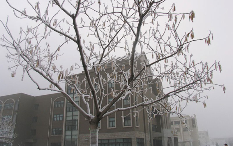 南开大学滨海学院校园风景