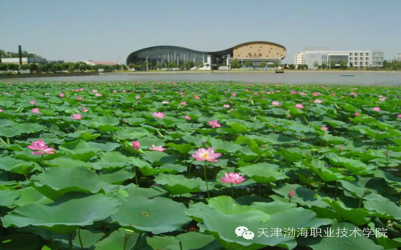 天津渤海职业技术学院校园风景