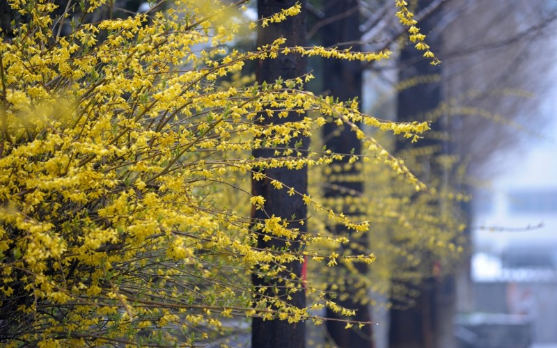 鲁东大学校园风景