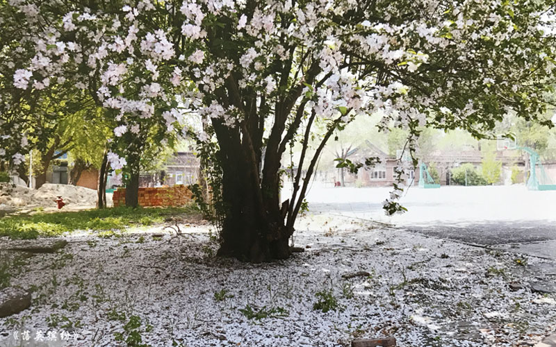 天津医学高等专科学校校园风景