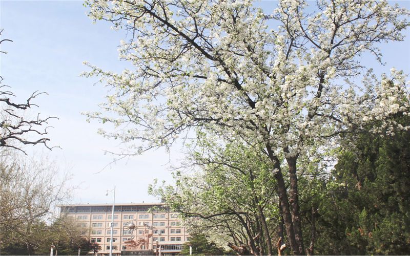 山东石油化工学院校园风景