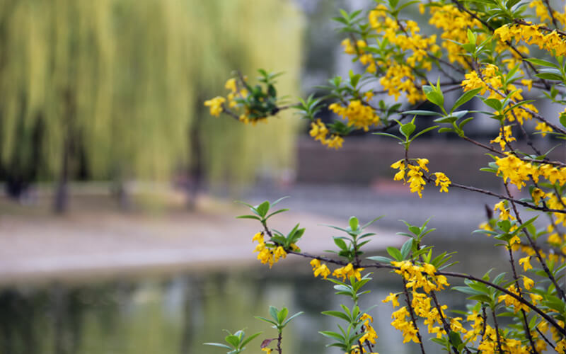 南阳理工学院校园风景