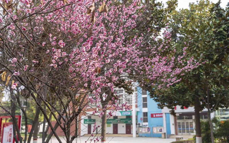 河南工业职业技术学院校园风景