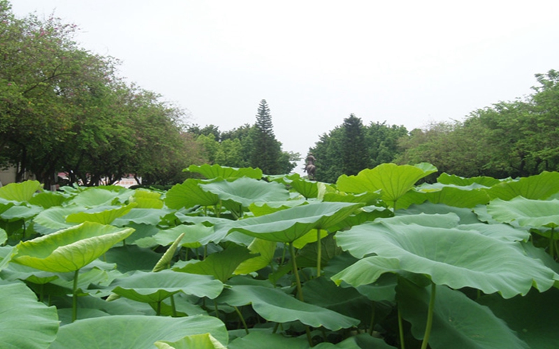 嘉应学院校园风景