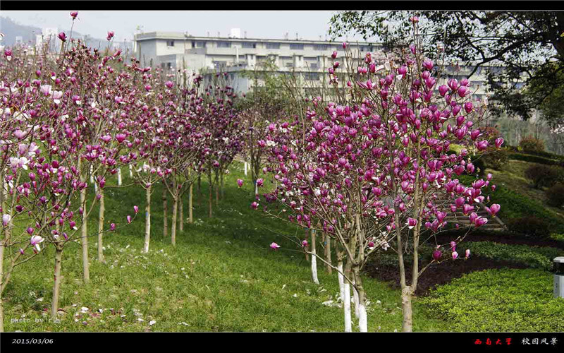 西南大学校园风景