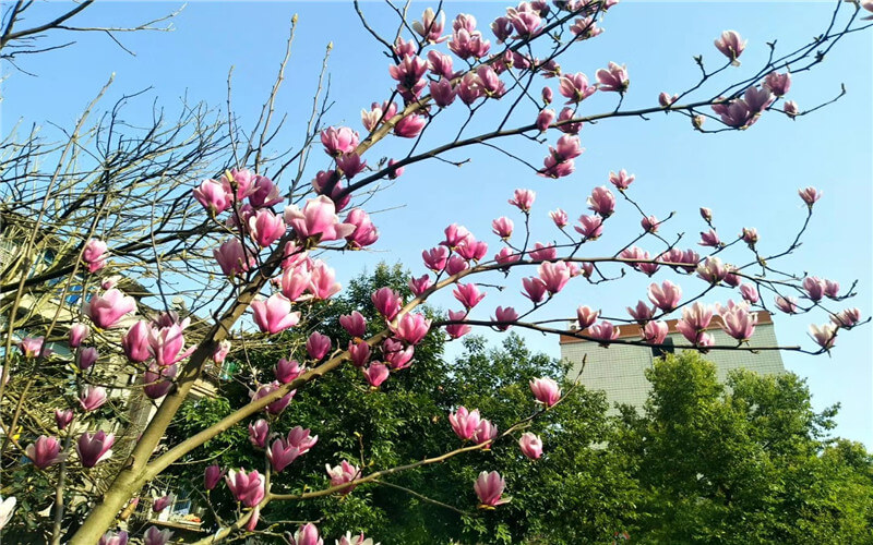 重庆三峡职业学院校园风景