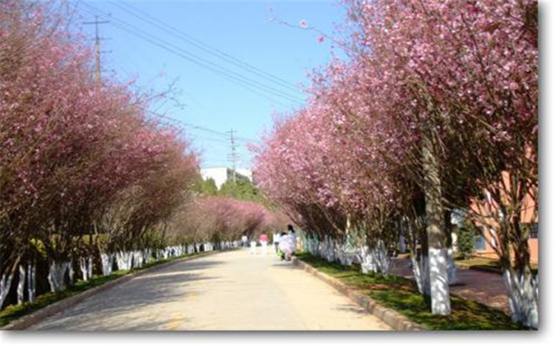 楚雄师范学院校园风景