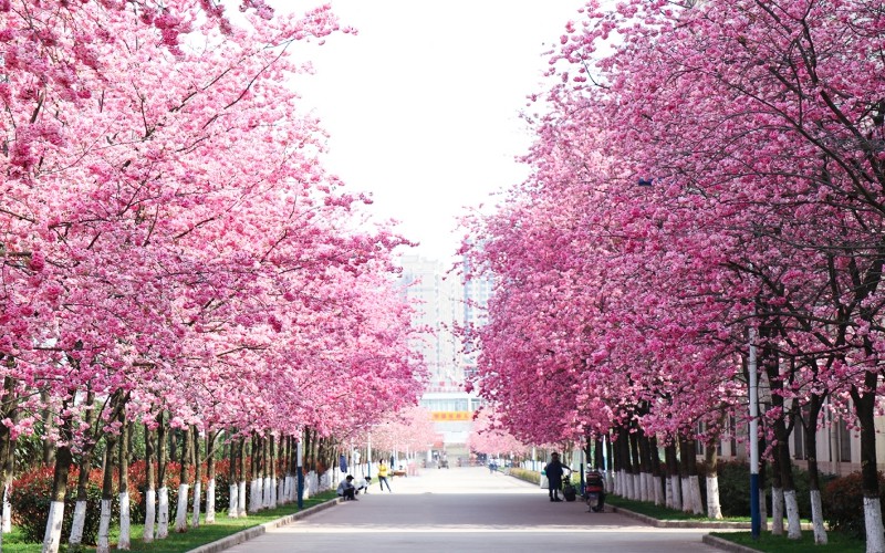 云南医药健康职业学院校园风景