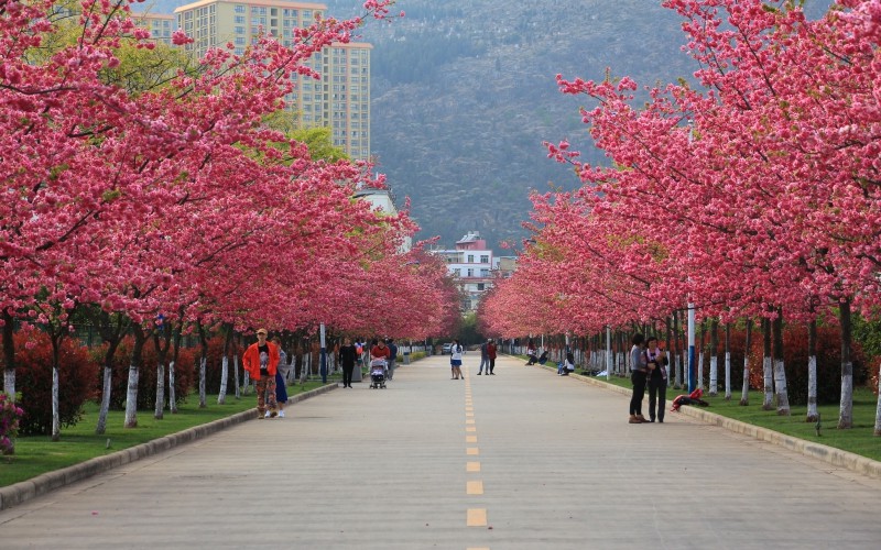 云南医药健康职业学院校园风景