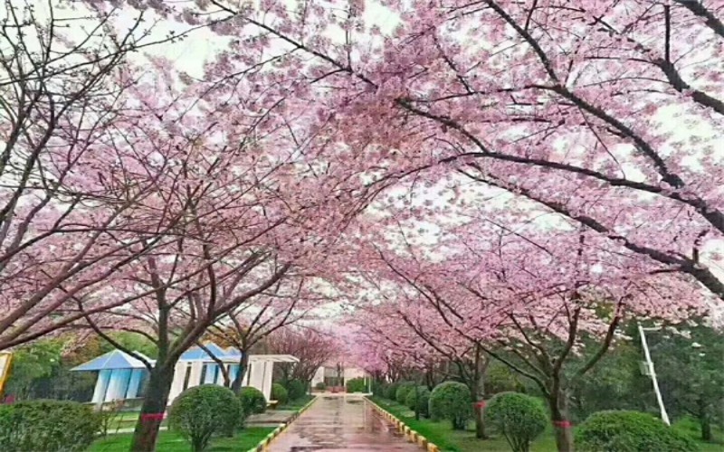 西安思源学院校园风景