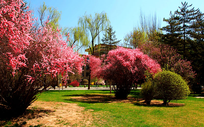 青海民族大学校园风景