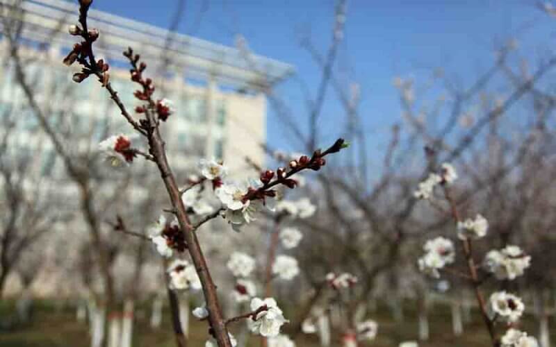 乌兰察布医学高等专科学校校园风景