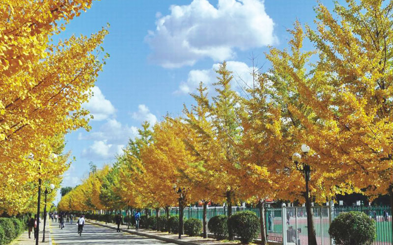 沈阳农业大学校园风景