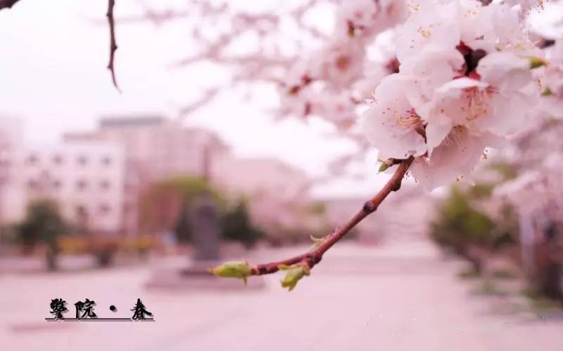 中国刑事警察学院校园风景