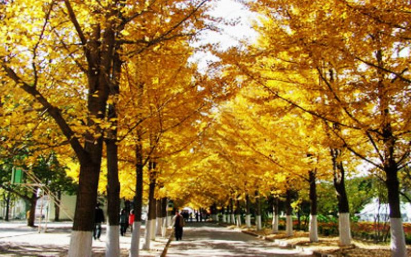 辽东学院校园风景