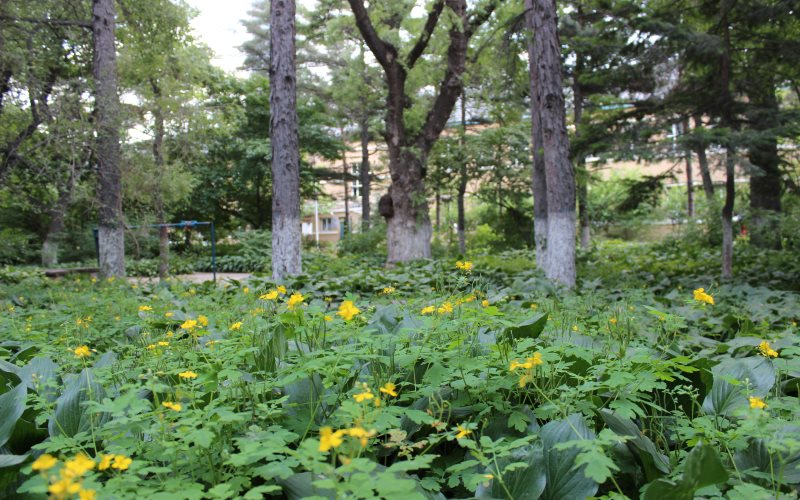 长春大学校园风景