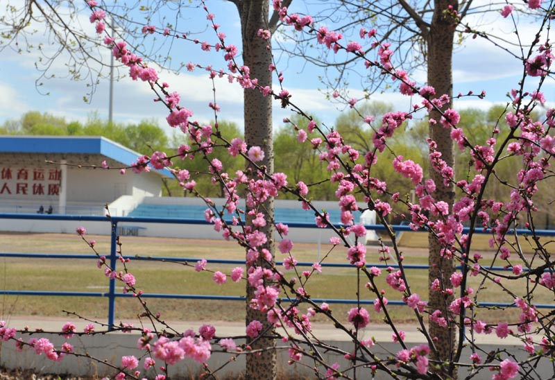 齐齐哈尔理工职业学院校园风景